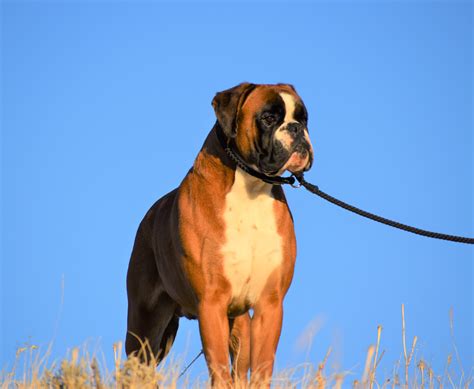 boxer breeders in montana|big sky boxer puppies montana.